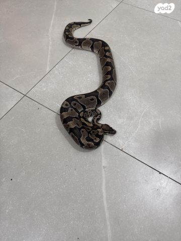 זוחל פיתון מתכדר