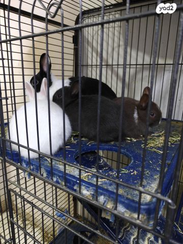 מכרסם ארנב ננסי