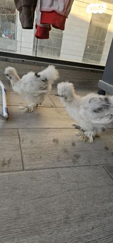 חיית משק פולני