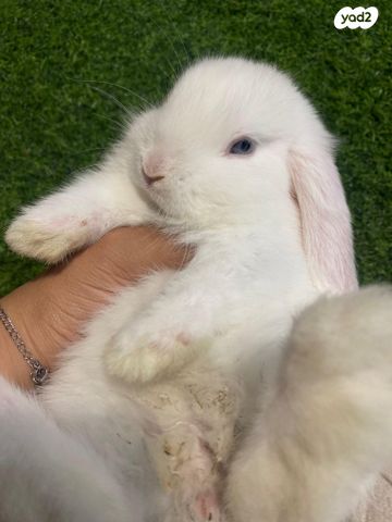 מכרסם ארנב ננסי