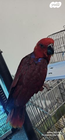 תוכי אקלקטוס