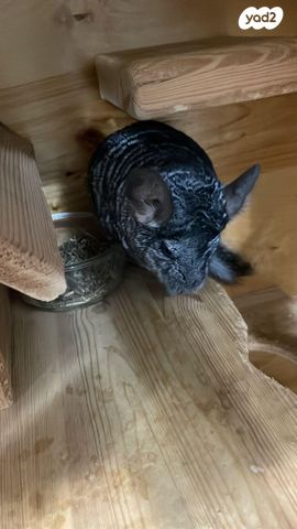 מכרסם צ'ינצ'ילה