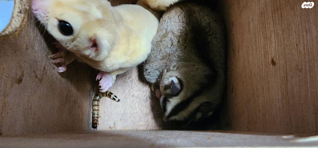 מכרסם סנאי מעופף \ שוגר