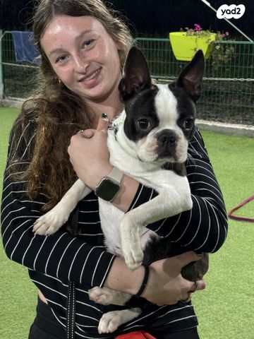 כלב בוסטון טרייר