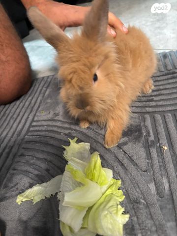 מכרסם ארנב אנגורה