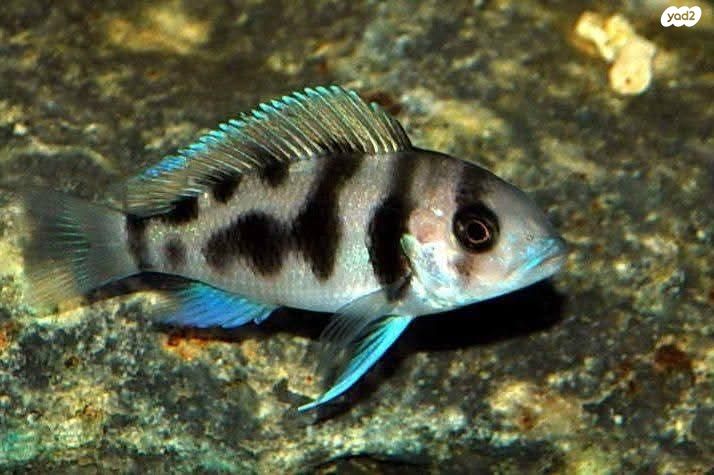 דג ציקלידים