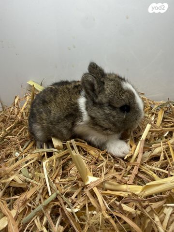 מכרסם ארנב ננסי