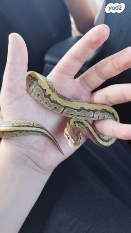 זוחל פיתון מתכדר