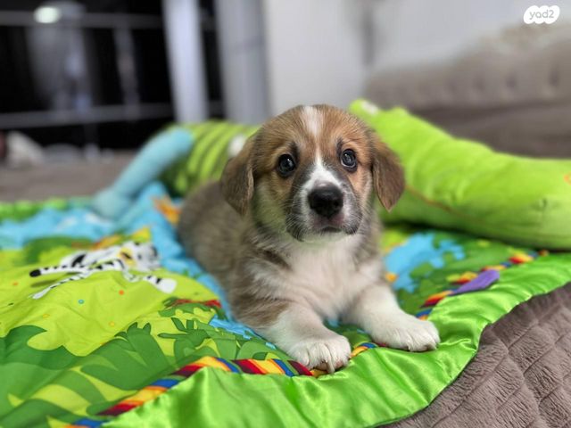 כלב וולש קורגי