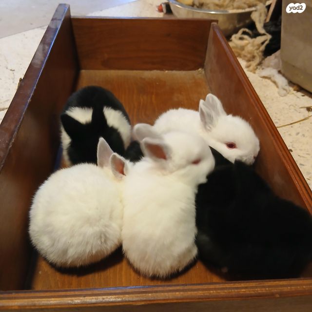 מכרסם ארנב \ שפן