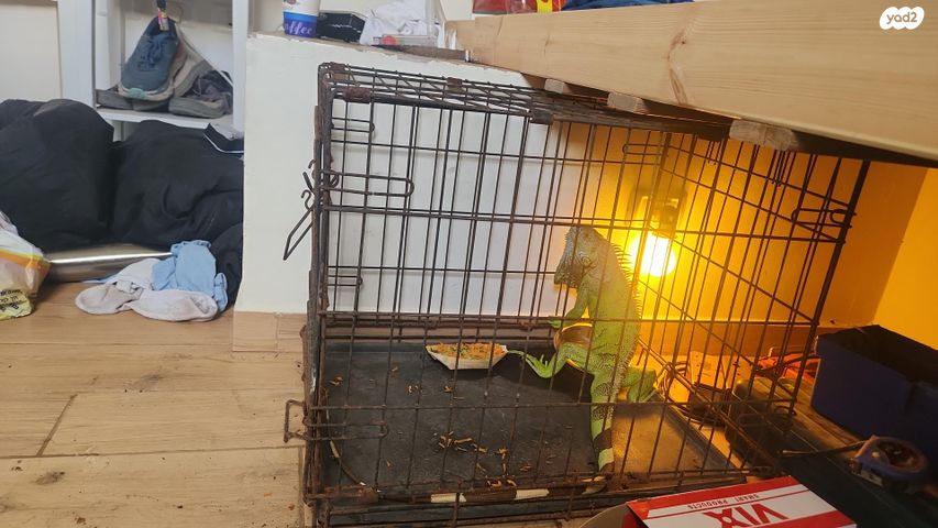 זוחל איגואנה