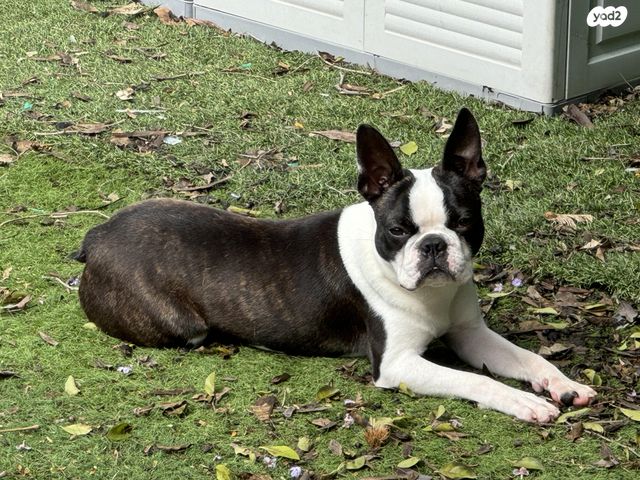 כלב בוסטון טרייר