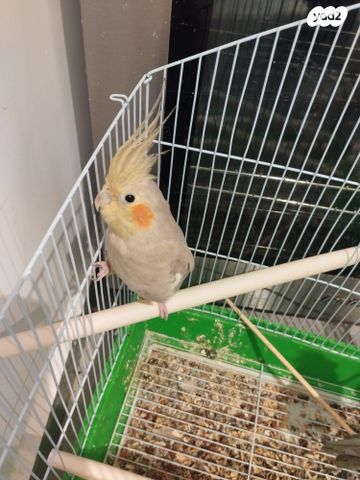 תוכי קוקוטייל