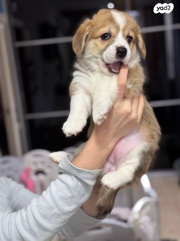 כלב וולש קורגי