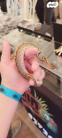 זוחל פיתון מתכדר