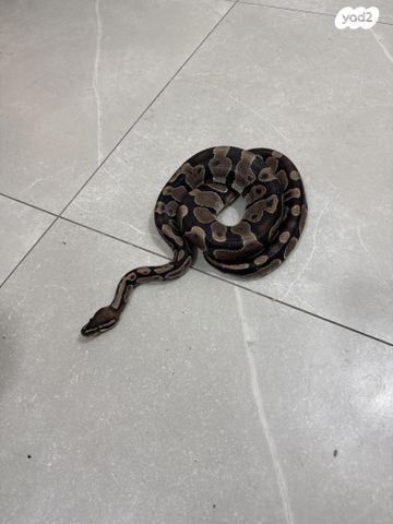 זוחל פיתון מתכדר
