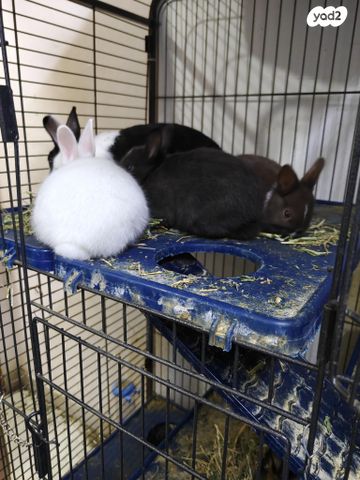 מכרסם ארנב ננסי