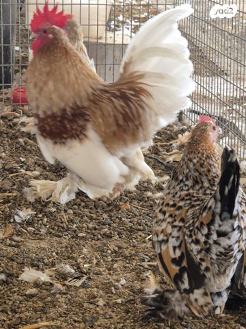 חיית משק ברהמה