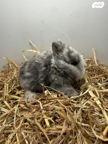 מכרסם ארנב ננסי