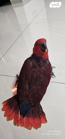 תוכי אקלקטוס