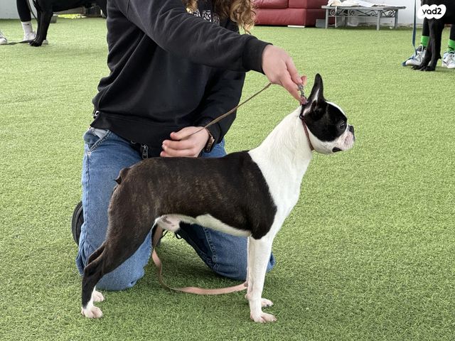 כלב בוסטון טרייר