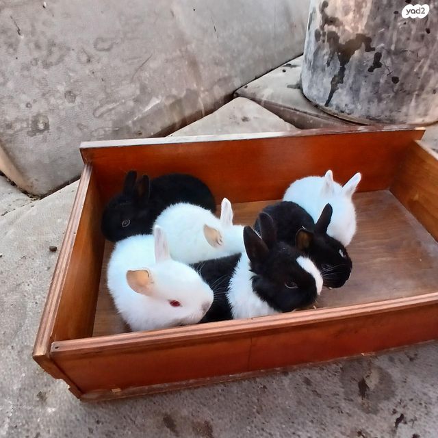 מכרסם ארנב \ שפן