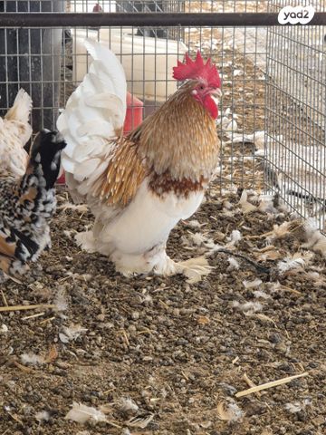 חיית משק ברהמה