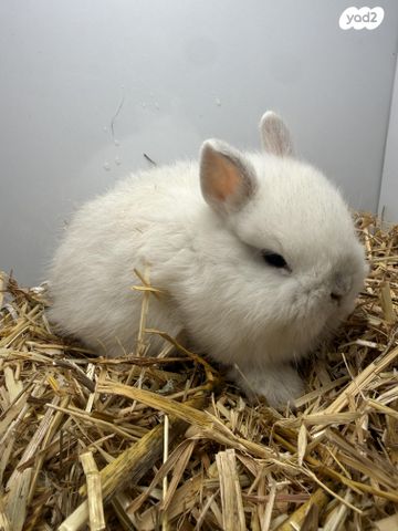 מכרסם ארנב ננסי