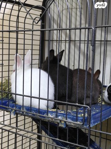 מכרסם ארנב ננסי