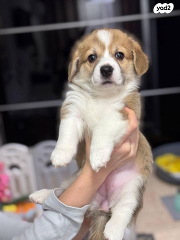 כלב וולש קורגי