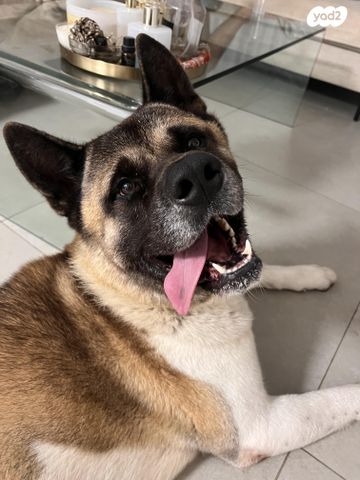 כלב אקיטה אמריקאי