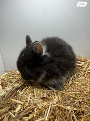 מכרסם ארנב ננסי