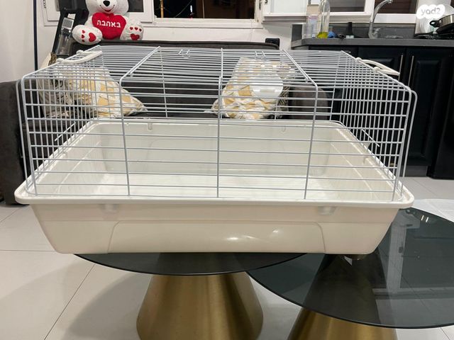 מכרסם צ'ינצ'ילה