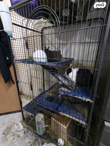 מכרסם ארנב ננסי