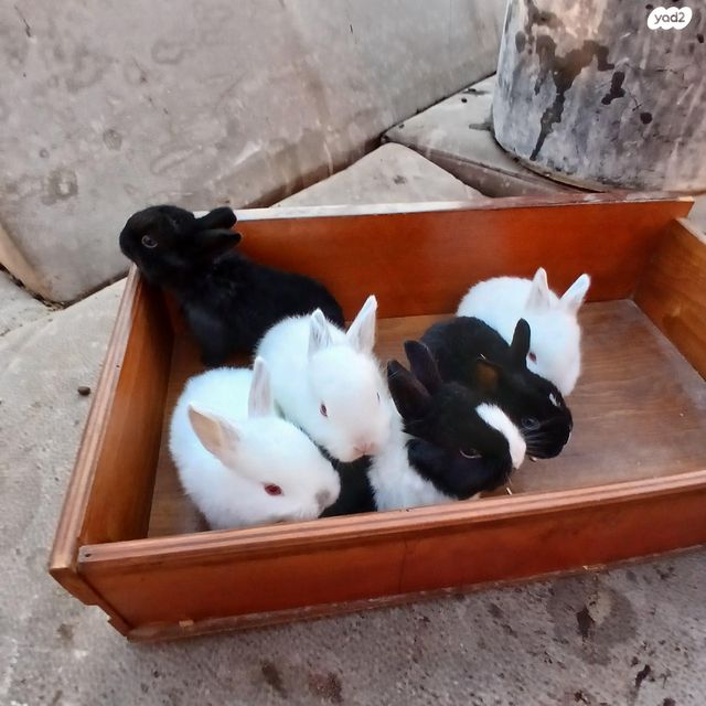 מכרסם ארנב \ שפן