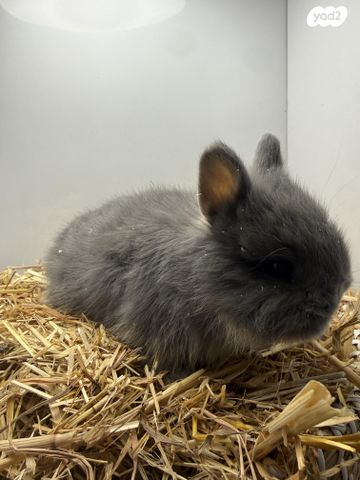 מכרסם ארנב ננסי