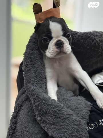 כלב בוסטון טרייר