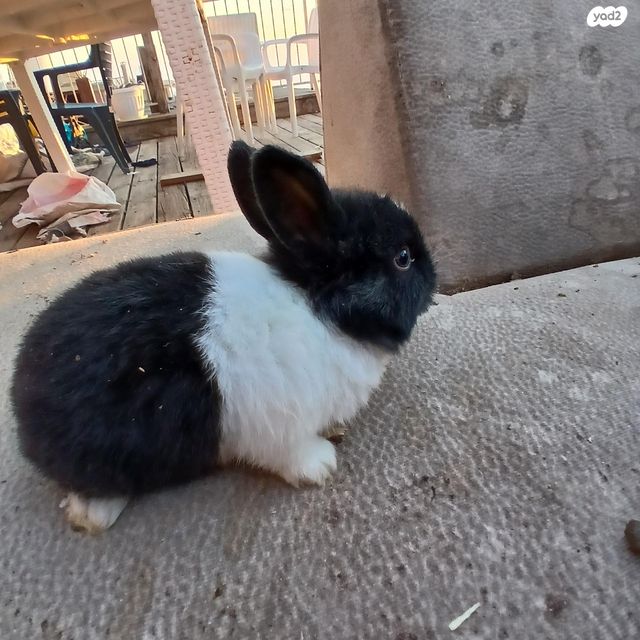 מכרסם ארנב \ שפן