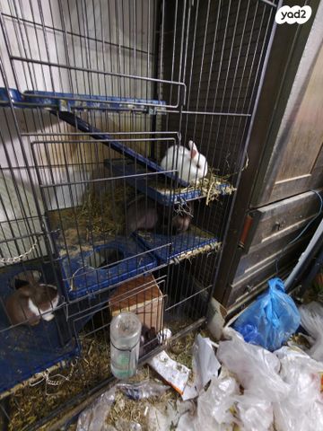 מכרסם ארנב ננסי