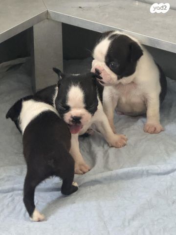 כלב בוסטון טרייר