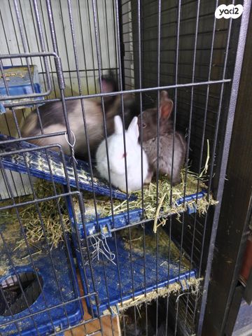 מכרסם ארנב ננסי