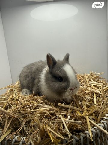 מכרסם ארנב ננסי