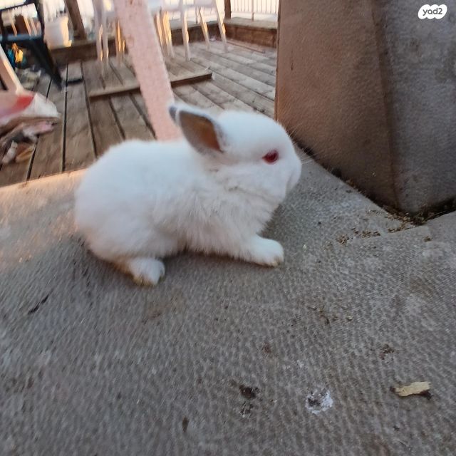 מכרסם ארנב \ שפן