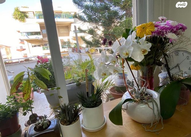 דופלקס, ישראל שחר 7, ב' / צפון מערב העיר, רחובות