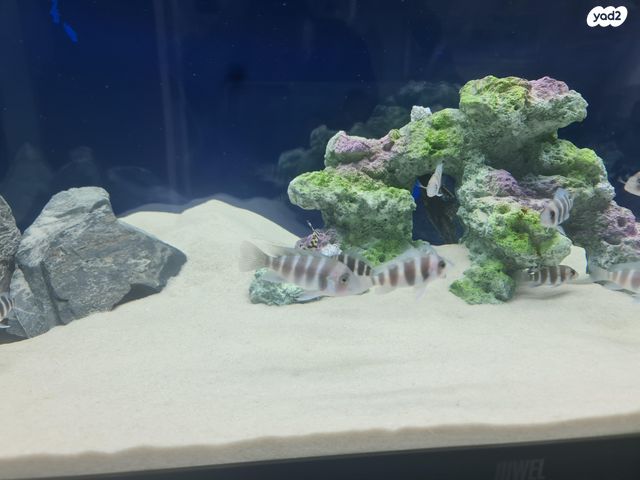 אביזרים | דקורציה לאקווריום