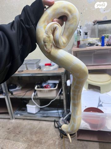 תמונת מודעה - חיות מחמד