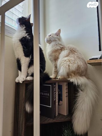 תמונת מודעה - חיות מחמד