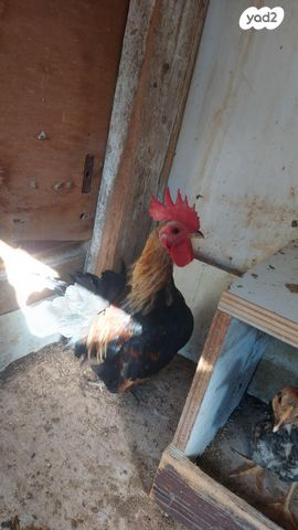 תמונת מודעה - חיות מחמד