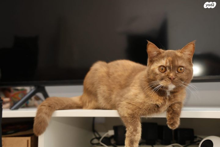 תמונת מודעה - חיות מחמד