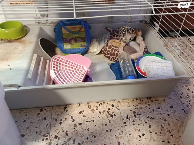 תמונת מודעה - חיות מחמד